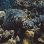 Polynesian Turtle Tattoo Meaning: The Deep Symbolism of Honu